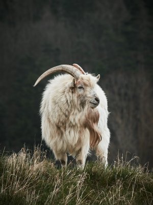 Editor's Choice - Editor's Choice Wallpaper