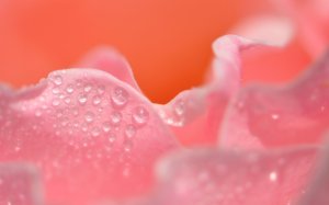 Collector's Choice - Pink Rose Dewdrops Wallpaper