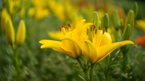 Collector's Choice - Yellow Flowers Garden Wallpaper
