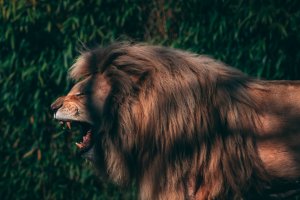 Editor's Choice - Majestic Lion Dog Wallpaper