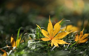 Collector's Choice - Autumn Leaves Nature Wallpaper