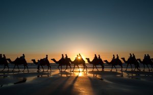 Collector's Choice - Desert Sunset Camels Wallpaper