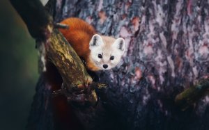 Collector's Choice - Fox In Forest Wallpaper