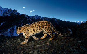 Collector's Choice - Majestic Leopard Sky Wallpaper