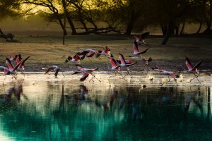 Editor's Choice - Misty Forest Flamingo Wallpaper