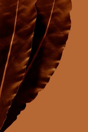 Editor's Choice - Human Leaf Brasil Wallpaper