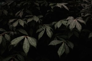 Editor's Choice - Moody Leaves Droplets Wallpaper