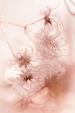 Editor's Choice - Pink Dandelion Blossom Wallpaper