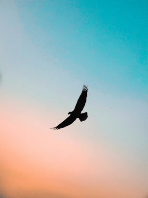Editor's Choice - Majestic Birds Indore Wallpaper