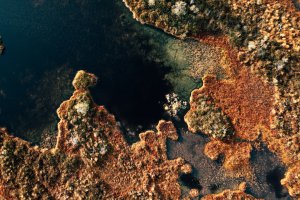 Editor's Choice - Autumn Swamp Patterns Wallpaper