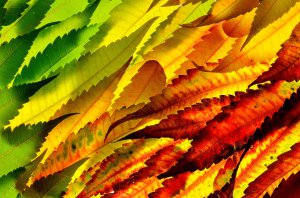 Editor's Choice - Lobster Leaf Sea Life Wallpaper