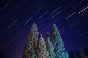 Editor's Choice - Starry Forest Night Wallpaper