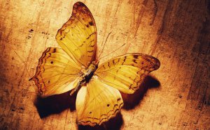 Community Photos - Butterfly Animal Nature Wallpaper
