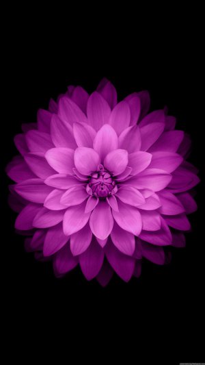 Community Photos - Colorful Flower Garden Wallpaper