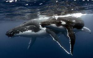 Community Photos - Humpback Whale Underwater Wallpaper
