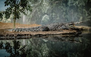 Editor's Choice - Wild Crocodile Reflection Wallpaper