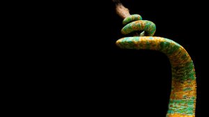 Editor's Choice - Chameleon Branch Reptile Wallpaper