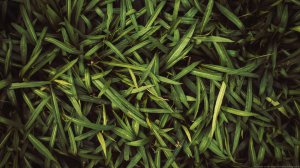 Community Photos - Lush Green Leaves Wallpaper
