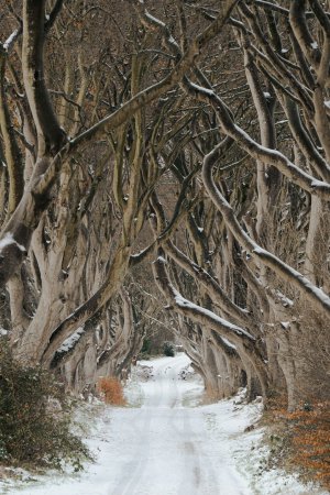Collector's Choice - Winter Road Flock Wallpaper