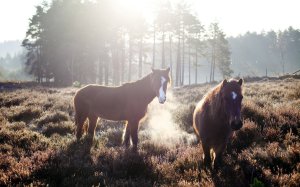 Community Photos - Majestic Horse Wallpaper