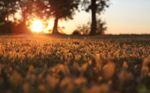 Community Photos - Golden Sunset Landscape Wallpaper