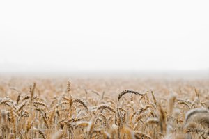 Collector's Choice - Golden Wheat Field Wallpaper
