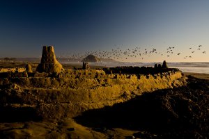 Collector's Choice - Coastal Sunset Birds Wallpaper