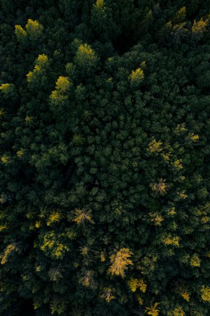 Collector's Choice - Forest Sunrise Treetops Wallpaper