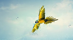 Community Photos - Flying Macaws Paint Splatter Wallpaper