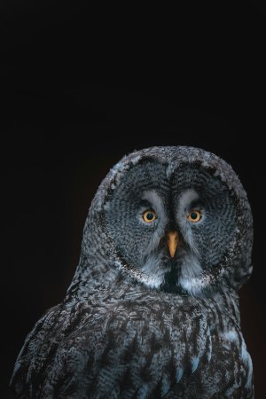 Grey