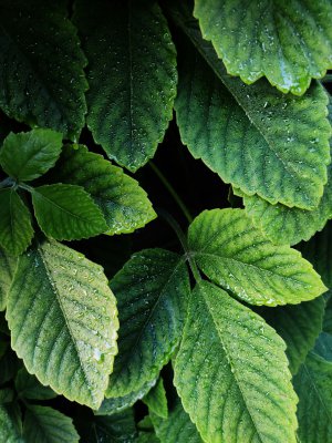 Collector's Choice - Minimal Green Leaf Forest Wallpaper