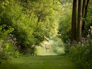 Collector's Choice - Forest Path Wildlife Wallpaper