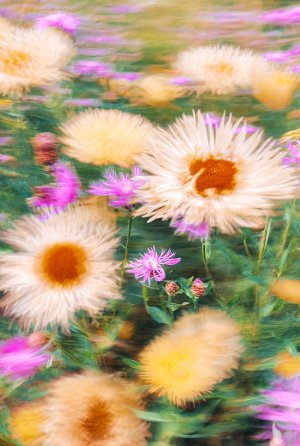 Collector's Choice - Purple Daisy Abstract Wallpaper