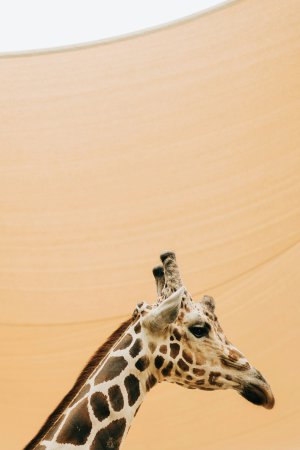 Collector's Choice - Giraffe In Golden Sands Wallpaper