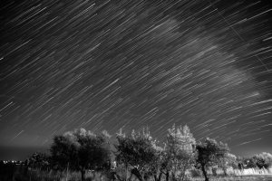 Collector's Choice - Starry Forest Night Wallpaper