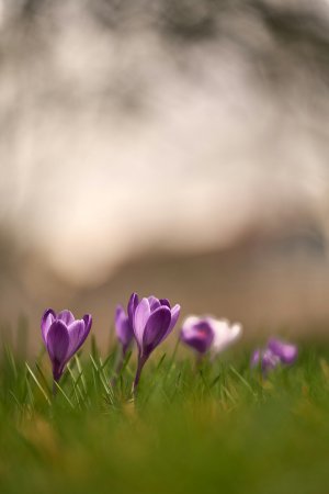 Collector's Choice - Spring Crocus Blossom Wallpaper