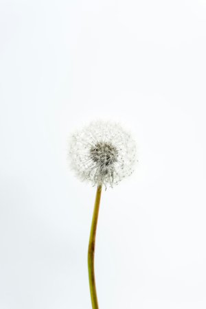 Collector's Choice - Grey Dandelion Blossom Wallpaper