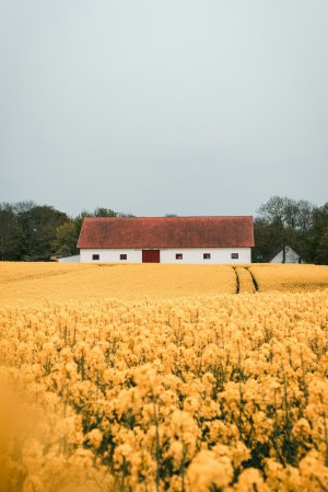 Collector's Choice - Golden Mustard Field Barn Wallpaper