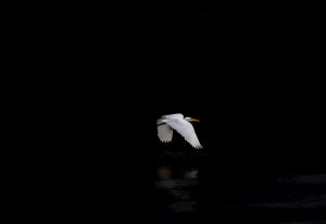 Collector's Choice - Great Egret Flight Mangrove Wallpaper