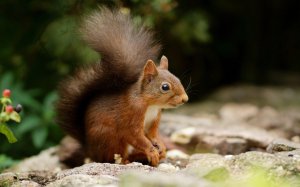 Community Photos - Playful Squirrel Wildlife Wallpaper