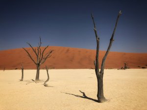 Collector's Choice - Namibian Deadvlei Desert Wallpaper