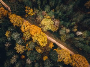 Collector's Choice - Muted Woodland Seasons Wallpaper