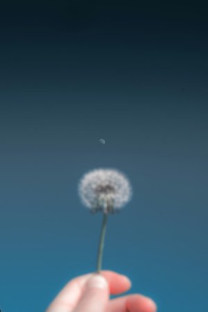 Collector's Choice Wallpapers