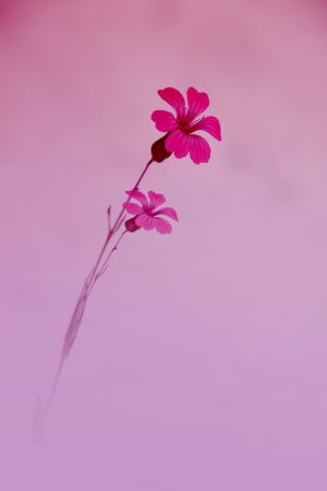 Collector's Choice - Pink Anemone Still Life Wallpaper