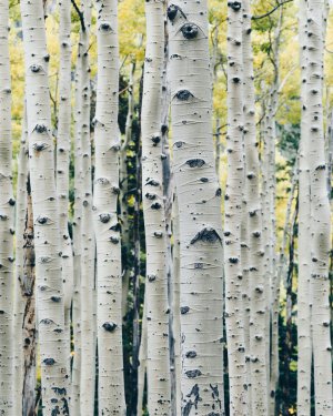 Collector's Choice - Aspen Forest Autumn Wallpaper