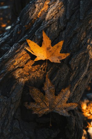 Collector's Choice - Autumn Maple Leaves Tehran Wallpaper