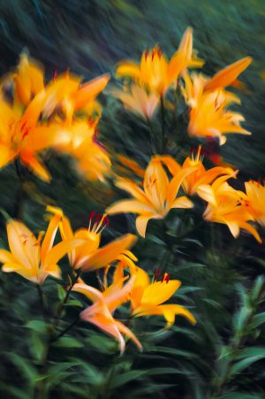 Collector's Choice - Lily Petal Abstract Texture Wallpaper