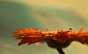 Community Photos - Crimson Macro Flower Drops Wallpaper