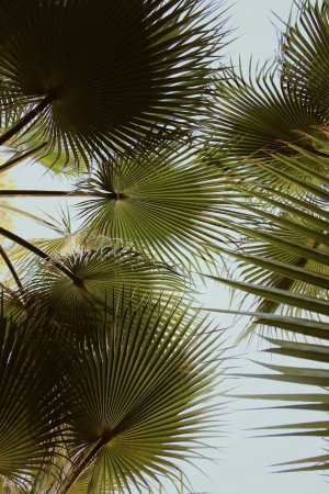 Collector's Choice - Tropical Palm Light Flare Wallpaper