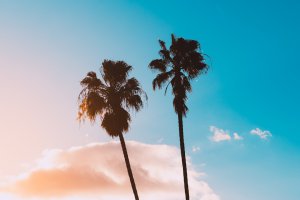 Collector's Choice - Sunset Palms California Wallpaper